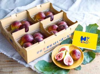 朝採りいちじく